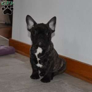 Trevor, French Bulldog Mix Puppy