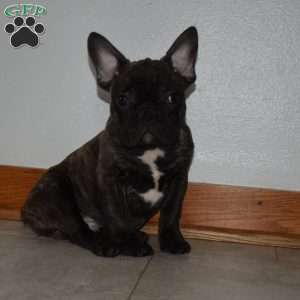 Trevor, French Bulldog Mix Puppy