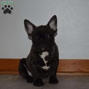 Trevor, French Bulldog Mix Puppy