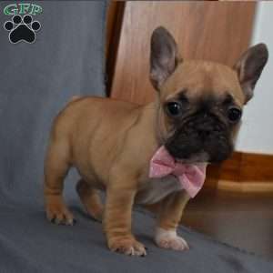 Stella, French Bulldog Puppy