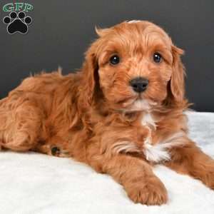 Luna, Cavapoo Puppy