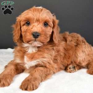 Luna, Cavapoo Puppy