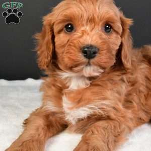 Luna, Cavapoo Puppy