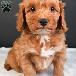 Luna, Cavapoo Puppy