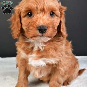 Luna, Cavapoo Puppy