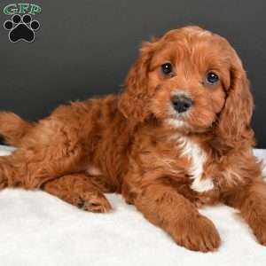 Penny, Cavapoo Puppy