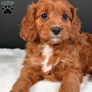 Penny, Cavapoo Puppy