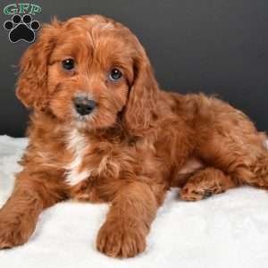 Penny, Cavapoo Puppy