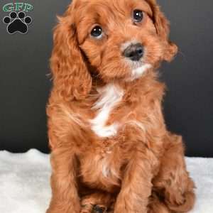 Penny, Cavapoo Puppy