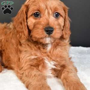 Sophie, Cavapoo Puppy