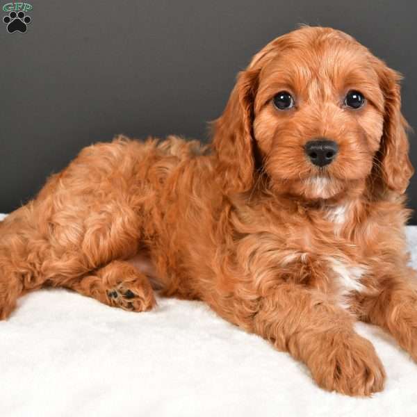 Sophie, Cavapoo Puppy