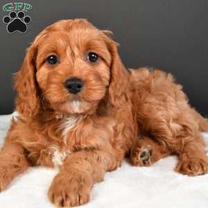 Sophie, Cavapoo Puppy