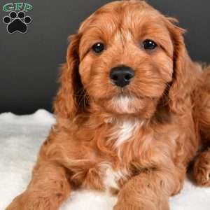 Sophie, Cavapoo Puppy