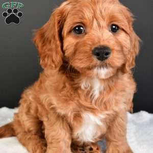 Sophie, Cavapoo Puppy