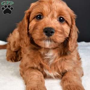 Sophie, Cavapoo Puppy