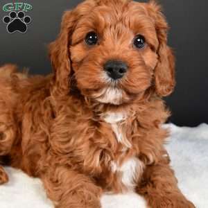 Teddy, Cavapoo Puppy