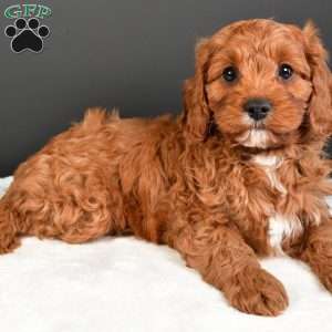 Teddy, Cavapoo Puppy