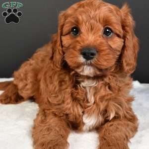 Teddy, Cavapoo Puppy