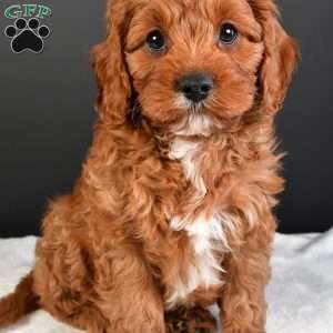 Teddy, Cavapoo Puppy