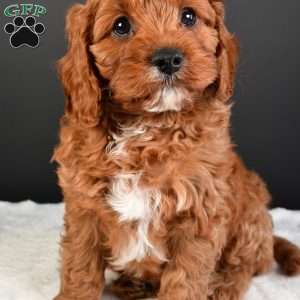 Teddy, Cavapoo Puppy