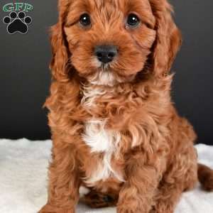 Teddy, Cavapoo Puppy