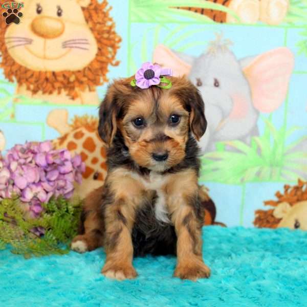 Dahlia, Yorkie Poo Puppy