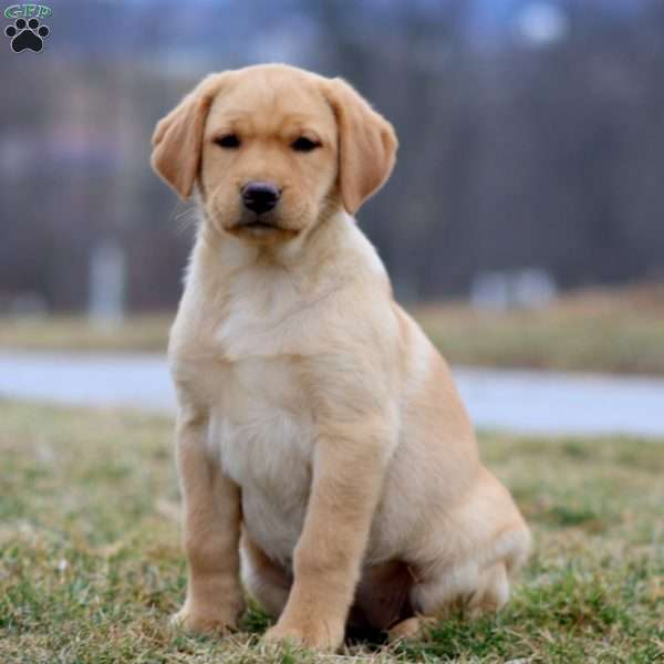 Dahlia, Yellow Labrador Retriever Puppy