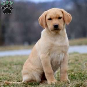 Dahlia, Yellow Labrador Retriever Puppy