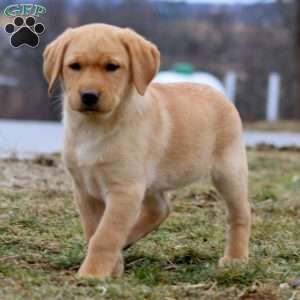 Dahlia, Yellow Labrador Retriever Puppy