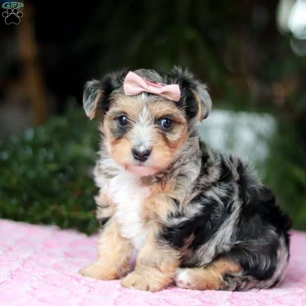 Daisy, Yorkie Poo Puppy