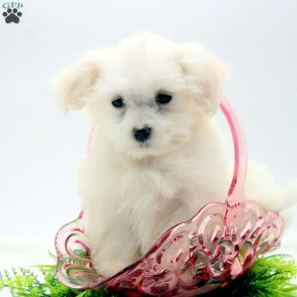 Daisy – Teacup, Maltese Puppy