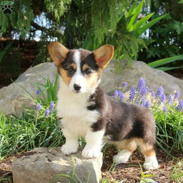Daisy, Pembroke Welsh Corgi Puppy