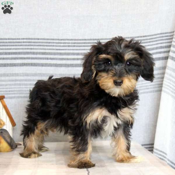 Daisy, Yorkie Poo Puppy