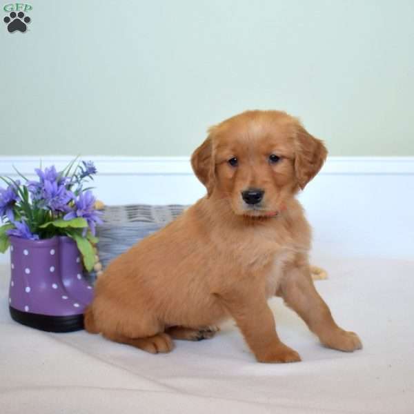 Daisy, Golden Retriever Puppy