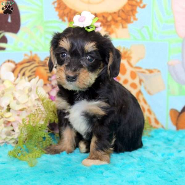 Daisy, Yorkie Poo Puppy