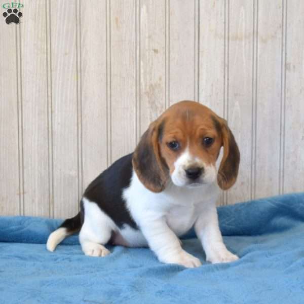 Daisy, Beagle Puppy