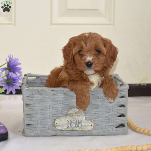 Daisy, Cavapoo Puppy