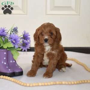 Daisy, Cavapoo Puppy