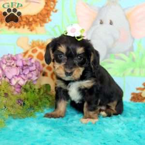 Daisy, Yorkie Poo Puppy