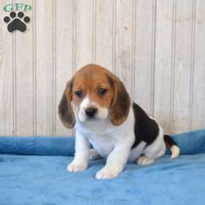 Daisy, Beagle Puppy