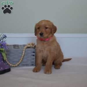 Daisy, Golden Retriever Puppy