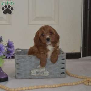 Daisy, Cavapoo Puppy