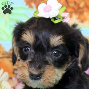 Daisy, Yorkie Poo Puppy