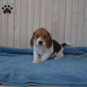 Daisy, Beagle Puppy