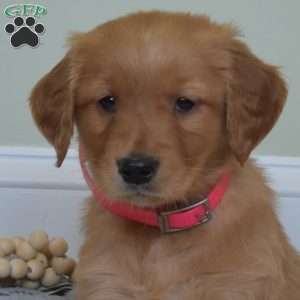 Daisy, Golden Retriever Puppy