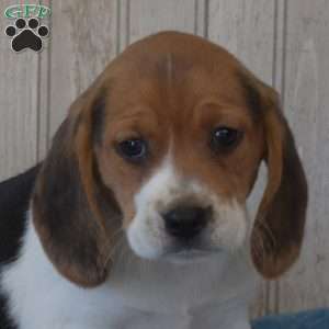 Daisy, Beagle Puppy