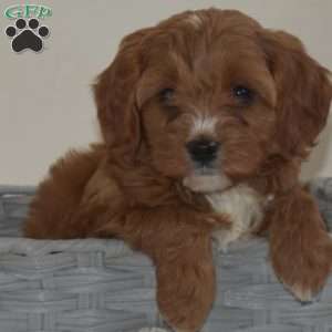 Daisy, Cavapoo Puppy