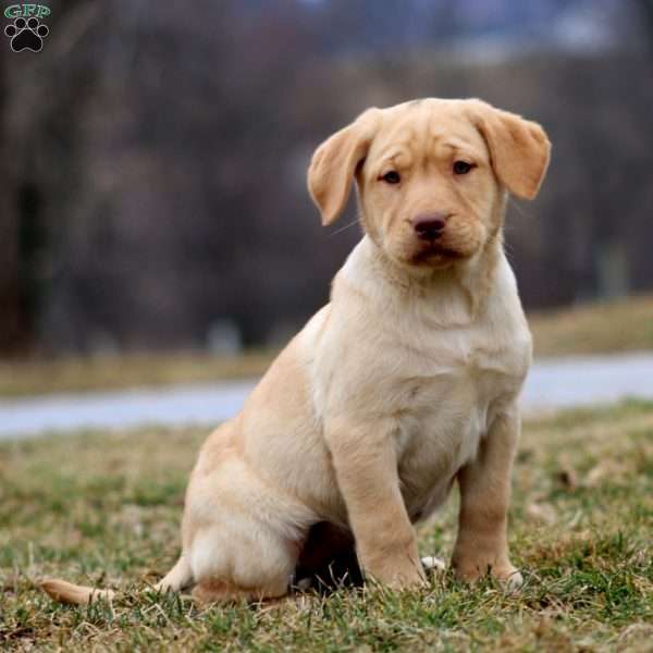 Daisy, Yellow Labrador Retriever Puppy