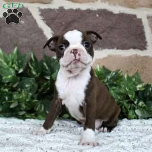 Daisy, Boston Terrier Puppy
