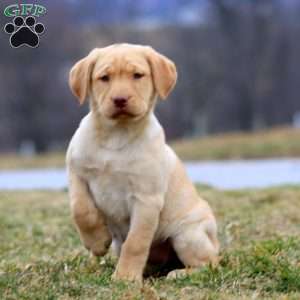 Daisy, Yellow Labrador Retriever Puppy